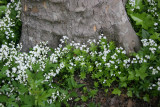 Galium at the Base of a Sycamore Tree - NYU Admissions Center Garden