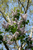 Lilac Blossoms