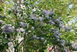 Lilac Blossoms