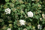 Spirea or Bridal Veil