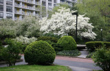 Garden View - Boxwood, Dogwood & Crab Apple Trees