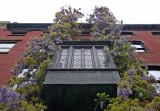 Wisteria