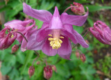 Columbine