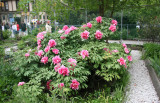 Garden View - Peonies