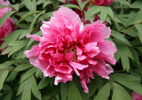 Pink Tree Peony Blossom