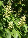 Osborne Garden - Buckeye Tree Blossoms