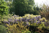 Wisteria near the Lilac Collection