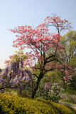 Pink Dogwood Tree