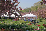 Garden Plant Sale Preparations at the Cherry Tree Esplanade