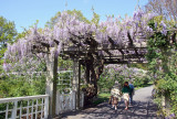 Wisteria near the Lilac Collection