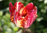 Lizard Tulip