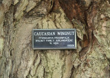 Caucasian Wingnut Walnut Tree Bark