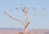 Aplomado Falcon Watching Sandhill Cranes Fly