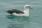 White capped albatross 0048