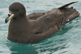 Flesh-footed shearwater 0162