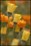 Namaqua daisy