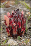Hyobanche rubra, Scrophulariaceae