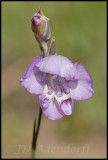 Gladiolus patersoniae, Iridaceae