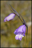 Gladiolus bullatus, Iridaceae