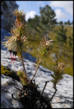 Erica recurvata, Ericaceae