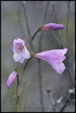 Gladiolus hirsutus, Iridaceae