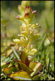 Satyrium odorum, Orchidaceae