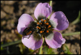 Drosera pauciflora, Droseraceae