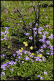 Oxalis pes-caprae and Oxalis sp.