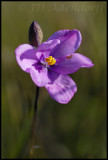 Ixia micrandra, Iridaceae