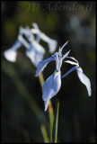 Moraea tripetala, Iridaceae