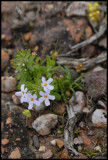 Sutera sp., Scrophulariaceae