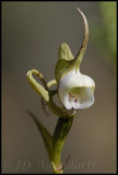 Disperis sp., Orchidaceae