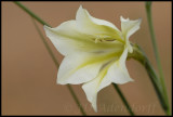 Gladiolus tristis, Iridaceae