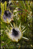Protea longifolia, Proteaceae