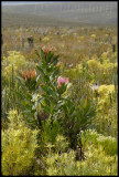 Protea compacta, Proteaceae