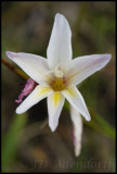 Gladiolus trichonemifolius, Iridaceae