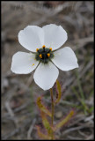 Drosera cistiflora, Droseraceae