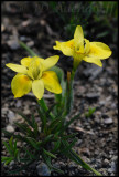 Moraea papilionacea, Iridaceae