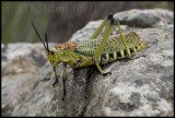 One of the poisonous grasshoppers (Phymateus viridipes?)