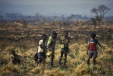 Harvesting chick peas, Ethiopia (and thanks to Massimo for correcting me)