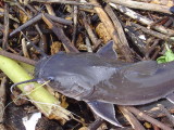 Here's his catfish