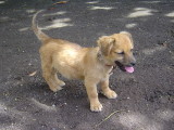 Cute little puppy