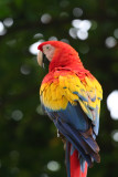 Guacamaya