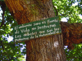 The environment is the Fountain of Life. Dont destroy the trees, as they are the lungs of Nature