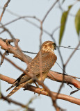 Female Merlin