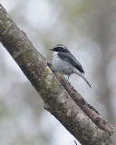 Grey Bushchat  (灰林䳭)