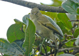 Yellow Browed Tit (ѐ)