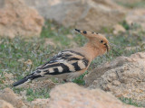 Eurasian Hoopoe ()