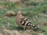 Eurasian Hoopoe ()