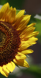 Golden half sunflower